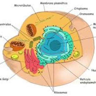 Timeline: Descubrimiento celular