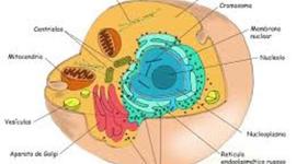 Timeline: Descubrimiento celular
