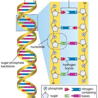 Timeline: Oliver Day's Scientists of DNA Bonus Assignment Timeline
