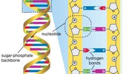 Timeline: Oliver Day's Scientists of DNA Bonus Assignment Timeline