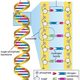 Dna