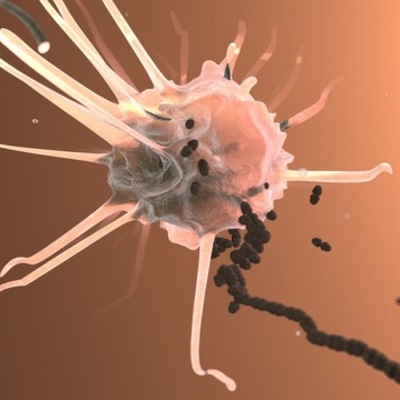 Timeline: Historia de la Inmunología