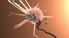 Timeline: Historia de la Inmunología