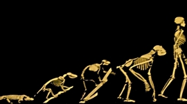 Timeline: origen y evolucion de la vida en la tierra