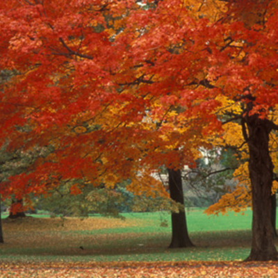 Timeline: Carole's Lliterary Timeline