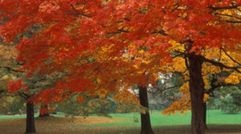 Timeline: Carole's Lliterary Timeline