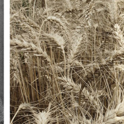 Timeline: La historia de la simulacion