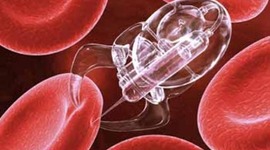 Timeline: cèl·lula