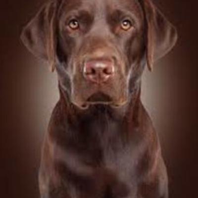 Timeline: joselyn merida