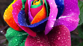 Timeline: Gabriela Barrera