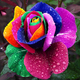 200 pcs seeds rare holland font b rainbow b font rose font b flower b font (1)