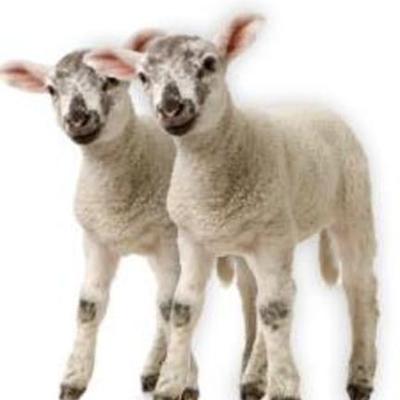 Timeline: histologia