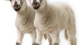 Timeline: histologia