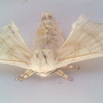 Timeline: Evolution silkworms (metamorphosis)