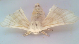 Timeline: Evolution silkworms (metamorphosis)