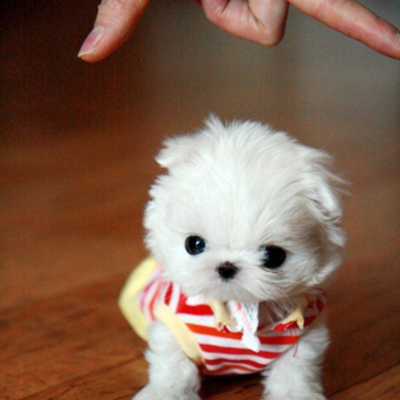 Timeline: Samantha Ortiz 3D