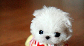 Timeline: Samantha Ortiz 3D