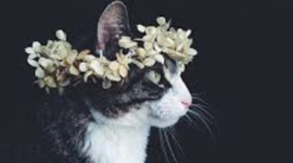 Timeline: Lucia Vargas