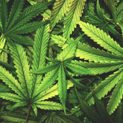 Timeline: Marijuana Laws Over Time