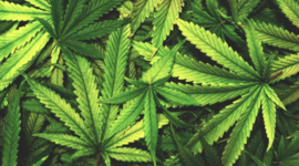 Timeline: Marijuana Laws Over Time