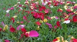 Timeline: After 9 years and 1 Supreme Court ruling, Becky and Tracie FINALLY tie the knot!!!