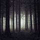 Scary forest by jeaneta d5m44qj