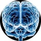 Cerebro 2