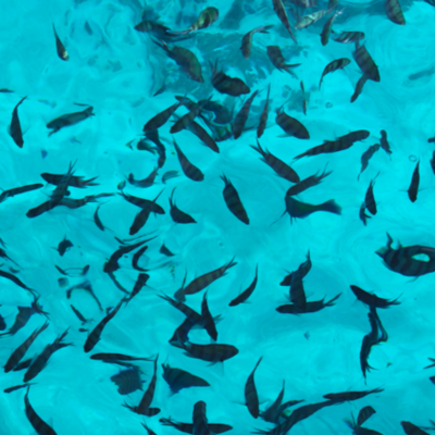 Timeline: velfærdsstaten