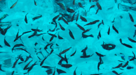 Timeline: velfærdsstaten