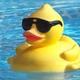 Cool duck