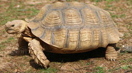 Timeline: The Legend Himself, Zane Reining