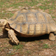 Sulcata tortoise3