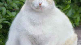 Timeline: American Colonist