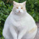White fat cat