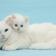 32489 mother white cat and kitten on blue background