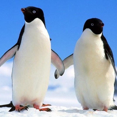 Timeline: ψαρια