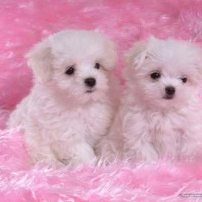 Timeline: historia de funcionarios eficientes