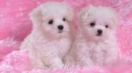 Timeline: historia de funcionarios eficientes