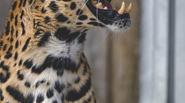 Timeline: ORACIÓN SIMPLE