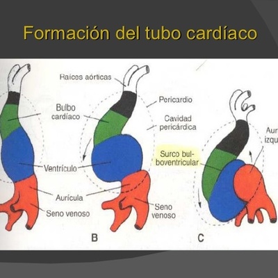 Timeline: Embriologia del corazón
