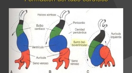 Timeline: Embriologia del corazón