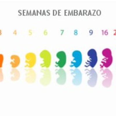 Timeline: Etapas de Gestación