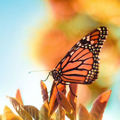 Timeline: The Life of a Butterfly