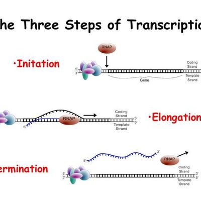 Timeline: Steps of DNA Transcription