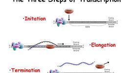 Timeline: Steps of DNA Transcription