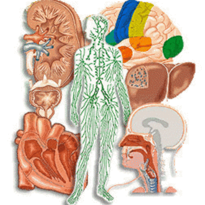 Timeline: historia de la anatomia