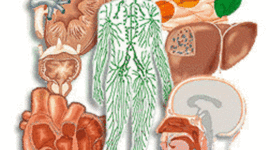 Timeline: historia de la anatomia