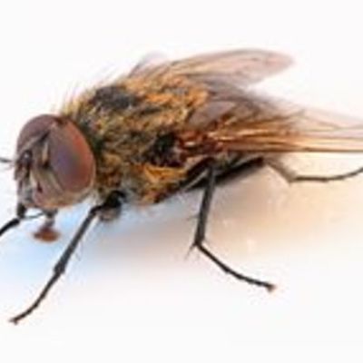 Timeline: La generación espontánea y la biogénesis