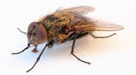 Timeline: La generación espontánea y la biogénesis