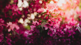 Timeline: Spanish Timeline